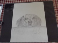 /album/blog-de-dessins-par-manon/dessins-dessin-d-un-chien-au-crayon-1562631-dscf2965-3ae7b-big-jpg1/